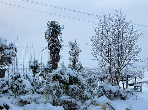 積雪は10センチ程度・・今日も降ったり止んだりの雪模様のようだ