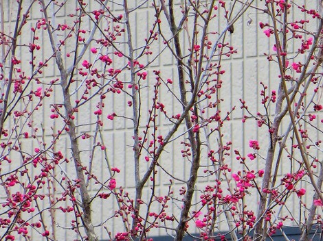 紅梅・・２０１９