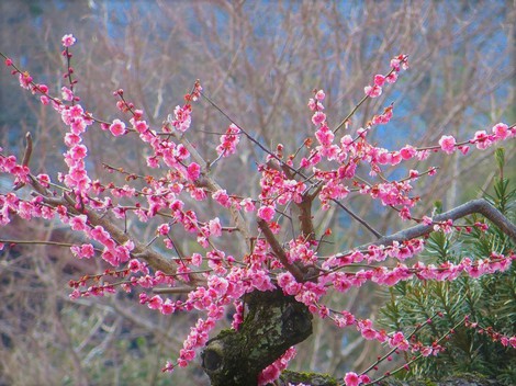 ホワイトディー　　背後の山は白くなった