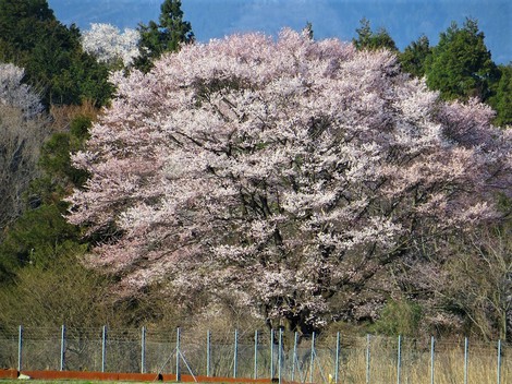 江戸彼岸‥寿命は平均500年