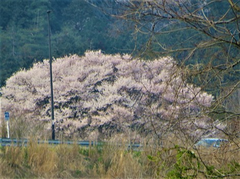 また桜ですが‥日曜日
