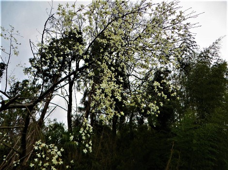 春の花・・身近に・・日曜日