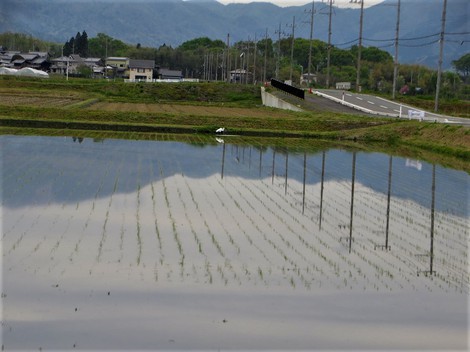 夕方から雨・・昭和の日