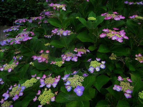 バイカモ・・・今日も紫陽花