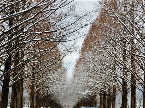 雪積もって・・メタセコイヤ並木　冬