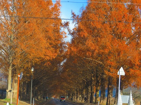 メタセコイヤ並木・・紅葉　　琵琶湖は冷たい晴れ・・水曜日