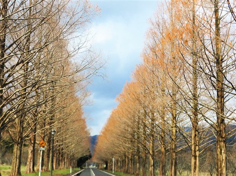 メタセコイヤ並木‥冬の風・・木曜日