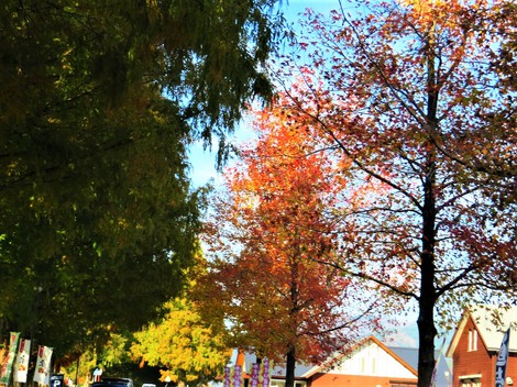 日曜日～晴れ青空でした・・メタセコイヤの紅葉は？