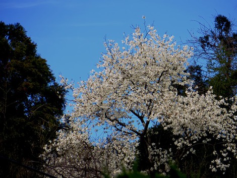 桜のイベントもこれから・・