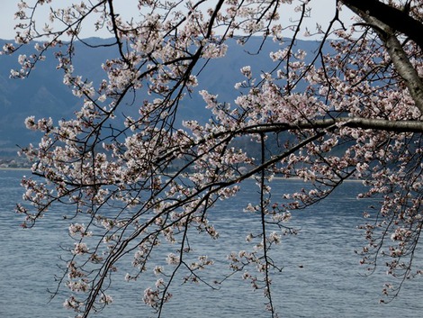 海津大崎・・桜2016