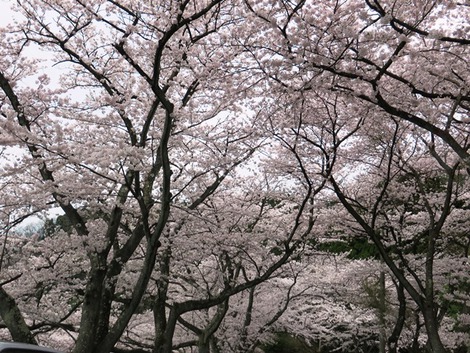 海津大崎・・桜2016