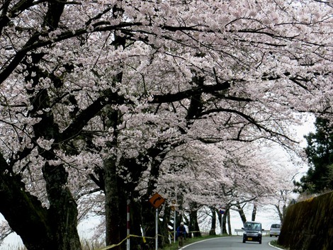 海津大崎・・桜2016