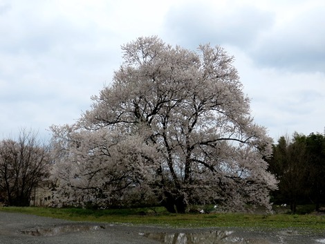 花が・・春！！