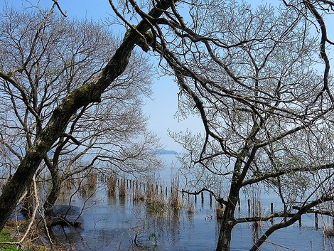 ハマダイコンの白とノウルシの緑・・桜と一緒