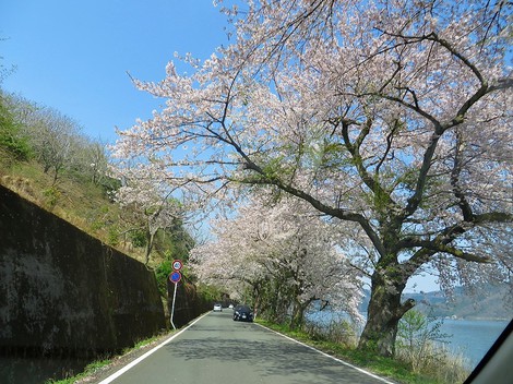 桜も勝手に散っていきます・・海津大崎もまもなく・・