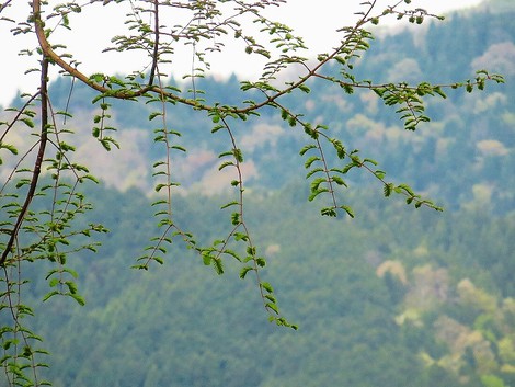 田植えが始まった・・昭和の日の一日