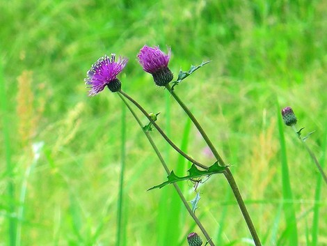 午後に雨がやんで・・草花も・・琵琶湖も・・