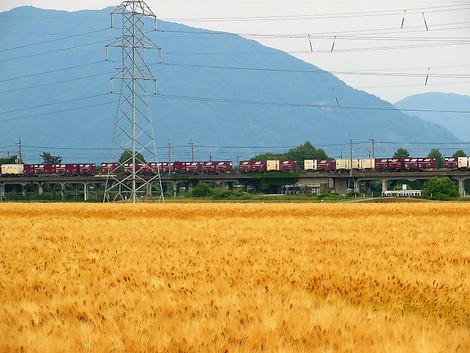 麦秋・・暑かった火曜日・・