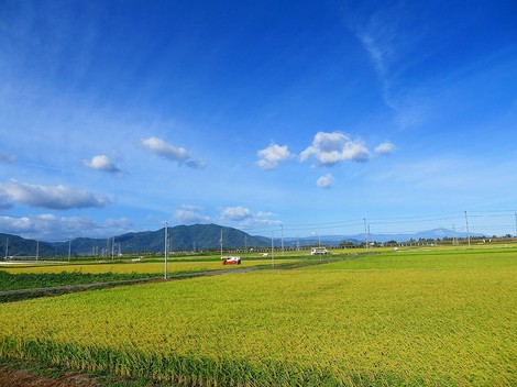 夜風が秋冷・・稲刈りも始まった・・金曜日