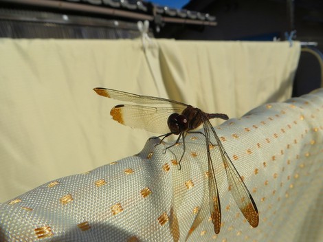 秋～～トンボ
