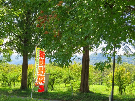 暑くっても秋！！～～土曜日