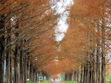 メタセコイヤ並木・・紅葉～～落葉・・冬支度