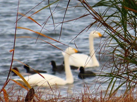 あまり寒くないけど・・夕方にコハクチョウ・・琵琶湖岸にて