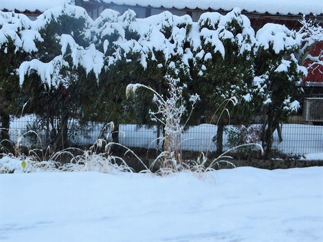 積雪は10センチ程度・・今日も降ったり止んだりの雪模様のようだ