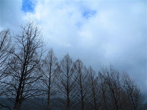 小雨だったり青空だったり・・・メタセコイヤ並木