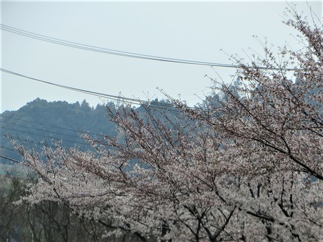 また桜ですが‥日曜日