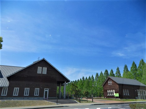 麦秋もメタセコイヤも・・五月の風景