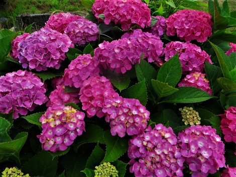 バイカモ・・・今日も紫陽花