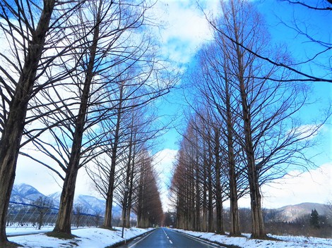 居座る寒気団・・メタセコイヤ並木‥冬