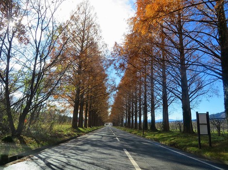メタセコイヤ並木・・紅葉　　琵琶湖は冷たい晴れ・・水曜日