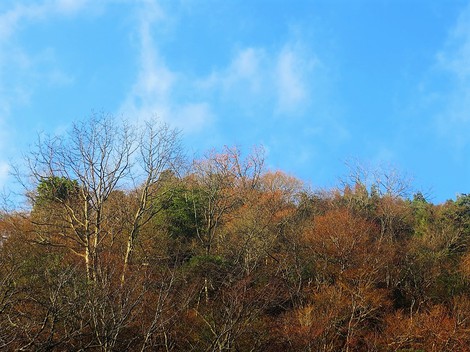 「大雪」今日の暦に・・晴れは今日までか？