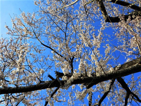 不穏で・・不安な・・でも春の晴れ