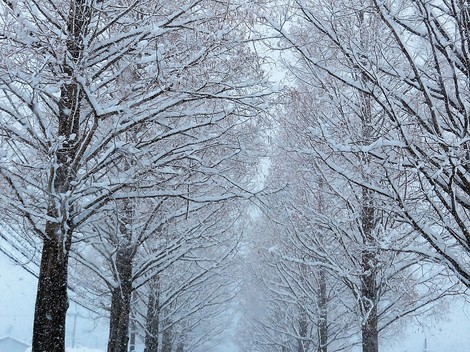 時々の降雪と・・低温が継続の木曜日でした