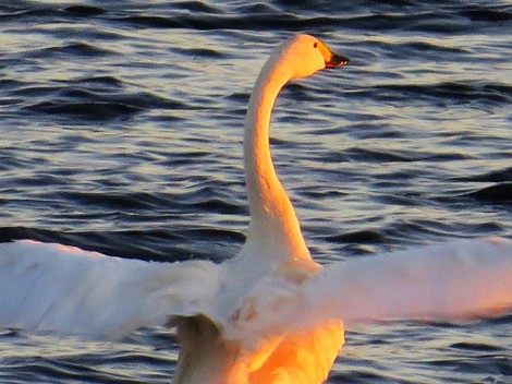 穏やかに連休・・コハクチョウ・・ぷかぷか琵琶湖