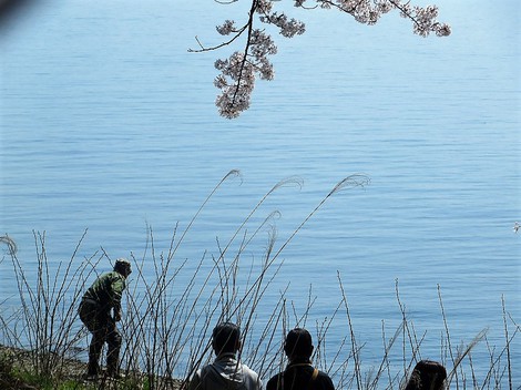 桜も勝手に散っていきます・・海津大崎もまもなく・・