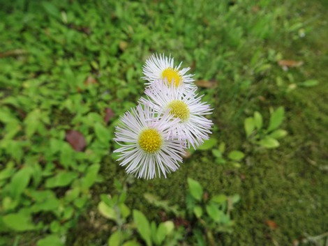 道端の花・・