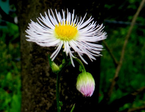 道端の花・・