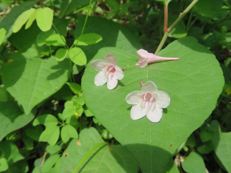 道端の花・・