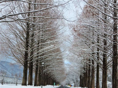 雪積もって・・メタセコイヤ並木　冬