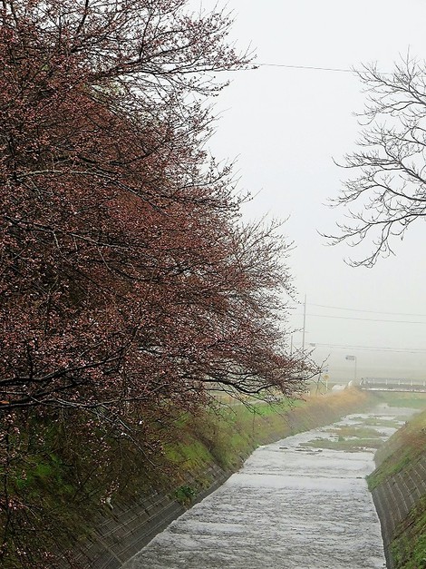 霧雨・・濃霧・・土曜日の朝