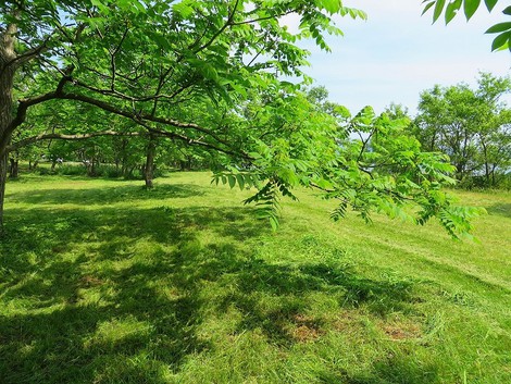 午後に暑くなって・・琵琶湖岸の草刈り作業