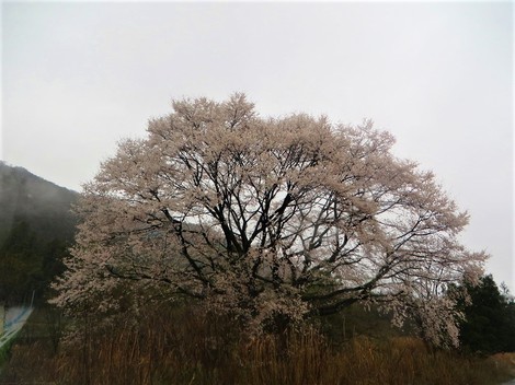 雨の春模様・・