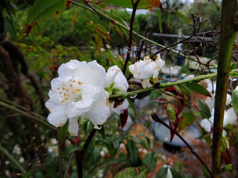雨の春模様・・