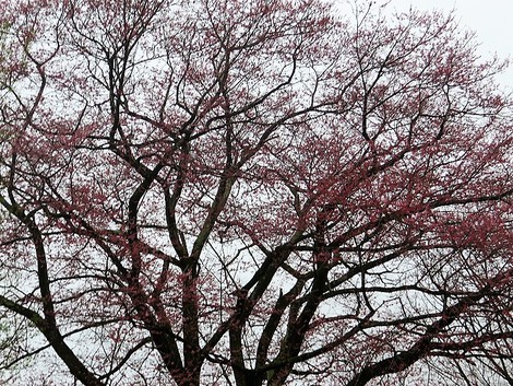 霧雨・・濃霧・・土曜日の朝