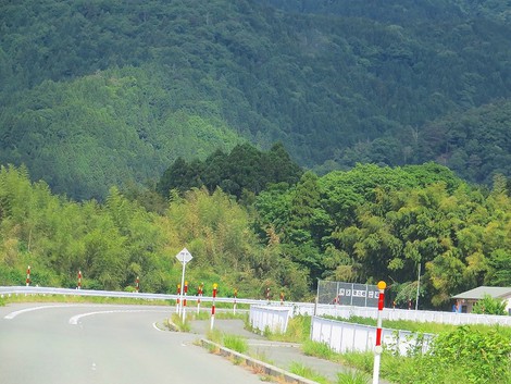 午後は、青空一色で・・メタセコイヤ並木
