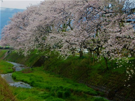 春の花・・身近に・・日曜日